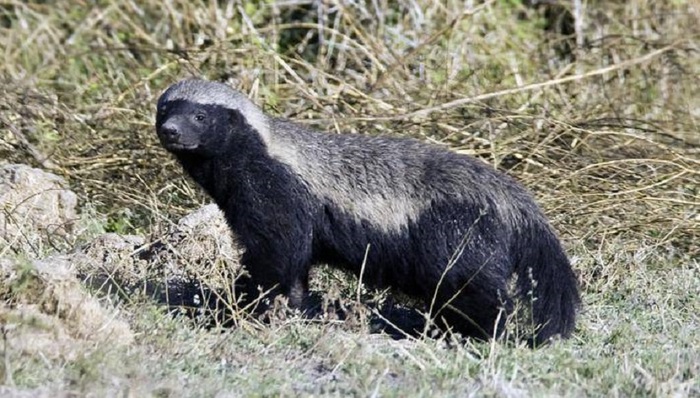 阿里巴巴,科技圈日常