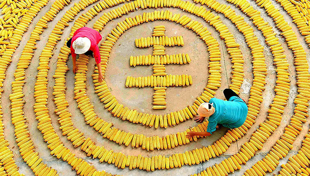 习近平,留守儿童,丰收节,农民群众,农民生活,乡村治理,三农,农村改革,增加农民收入,新农村建设