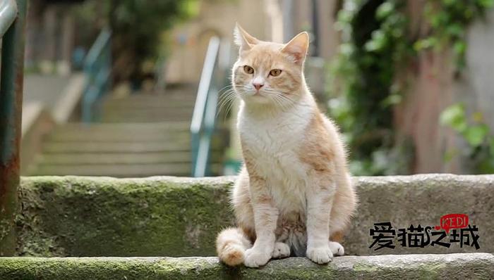 爱猫之城,失忆,加菲猫,猫的报恩,冬眠,远方,猫城记,治愈,荒木经惟,上映日期