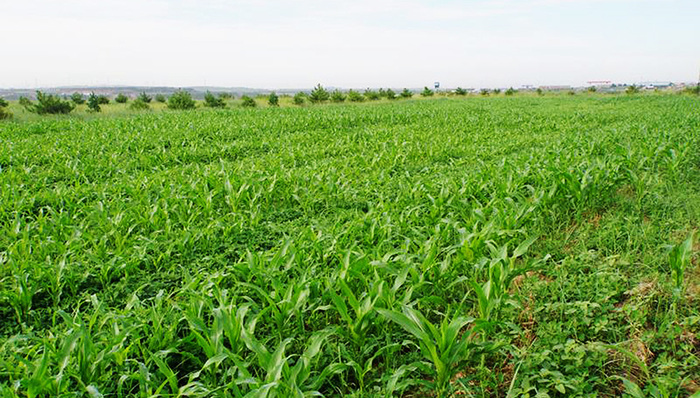 农科城,大棚,杨凌,果蔬,猕猴桃,味道,灌溉模式,藤蔓,甜瓜,采收