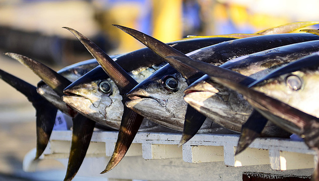 【聚焦】“金枪鱼之都”的绝望