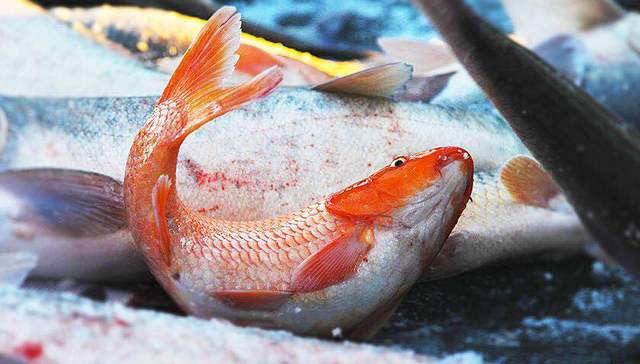 查干湖,习近平,V观,吉林省松原市,淡水湖,生态保护,捕捞,央视,乘火车,渔民