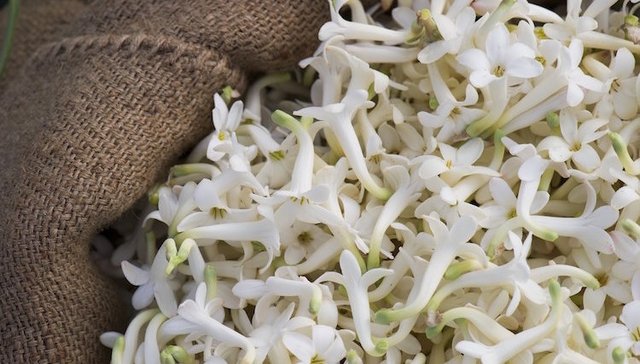 为香奈儿种花的人，是谁？