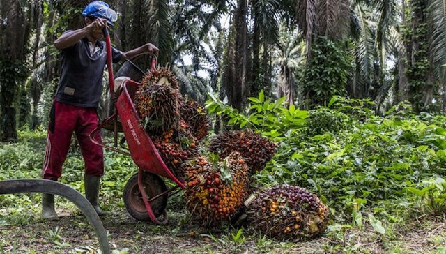 百事,棕榈油,Indofood