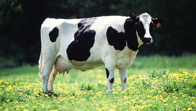 奶农,财经,个体奶农,发酵乳,大包粉,复原乳,原料奶,乳脂率,三聚氰胺,规模化养殖