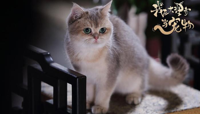 搜狐,视频网站,TVB剧集,卫视黄金档,视频内容,,,张朝阳,优酷,限外令,美剧