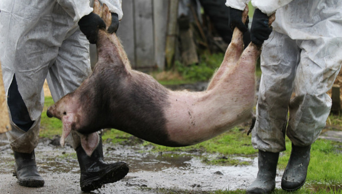 湖北,非洲猪瘟,,病猪肉