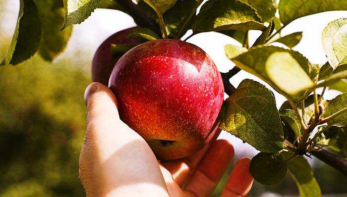 期货价格,寺口镇,卓创,总体生长,苹果价格,期货市场,价格上涨,早熟品种,主力合约,交易时间