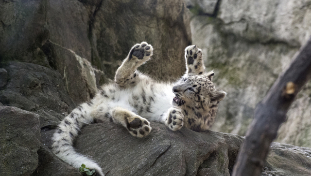 雪豹还是个宝宝呀