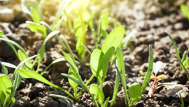 土壤污染,重金属,耕地
