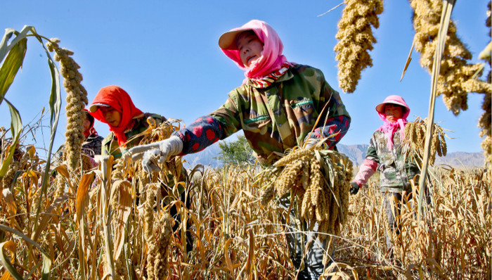 全球粮食,粮食系统,耕地利用,2050年,粮食需求,人口压力,环境影响,全球人口,研究团队,研究人员