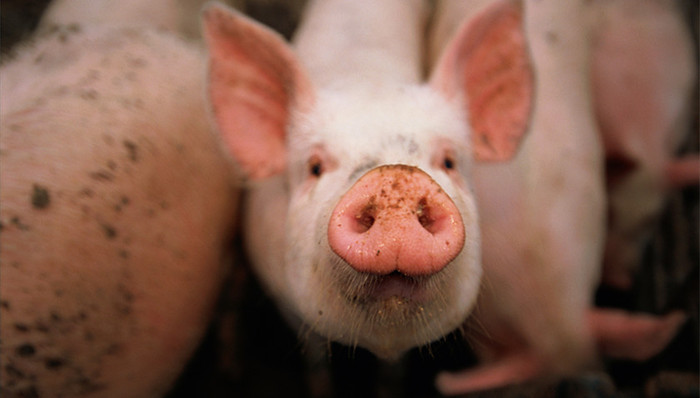 农业农村部,非洲猪瘟,养殖户