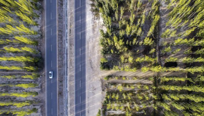 接力三十载 荒漠变“林海”——新疆柯柯牙的“绿色涅槃”之路