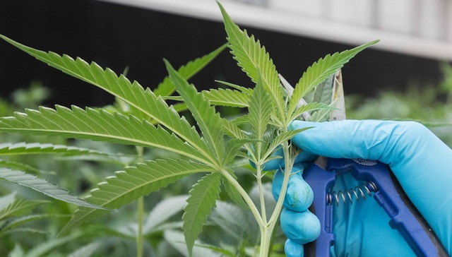 加拿大大麻合法化即将生效 各省各类禁限令却多如牛毛