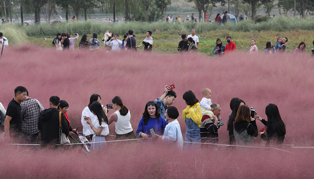 网红花,粉黛草,不文明出游