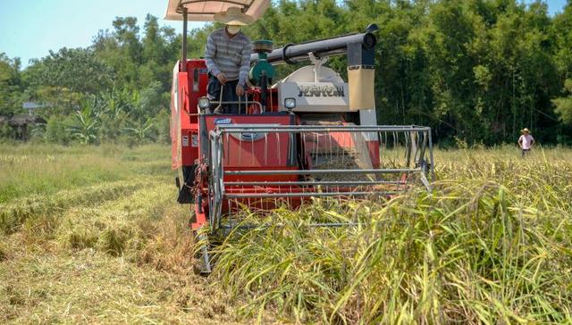 碧桂园创新“4+X”扶贫模式 黑米产业扶贫助村民脱贫致富