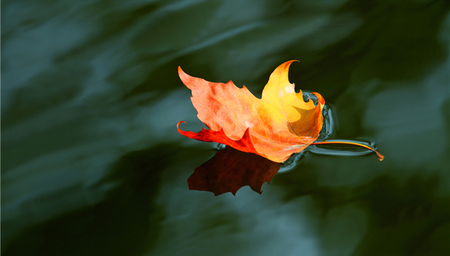 地方新闻精选|杭州某民办小学一年级科学作业：观察树叶写12页报告