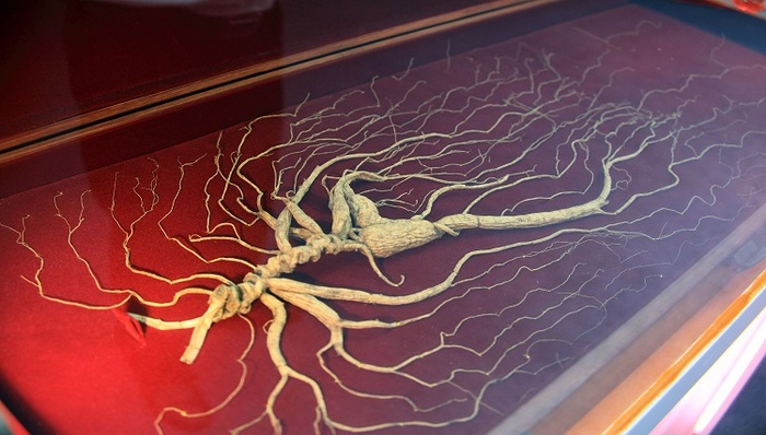 紫鑫药业回应财务造假质疑  50万注册资金的合作社半年采购了1亿元人参