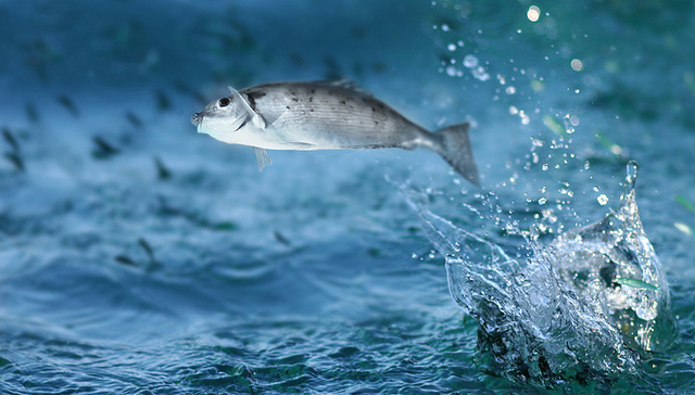 长江捕捞业走入“死胡同”后 ：两年内长江重点水域常年禁捕