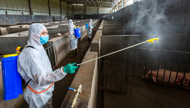 辽宁省,盘锦市,排查,非洲猪瘟,疫情