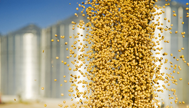 转基因技术,转基因作物,转基因玉米,表观遗传学,农杆菌,编辑技术,转基因生物,食品安全问题,安全评价