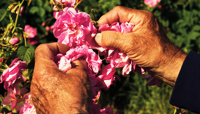 你的香水来自何方？