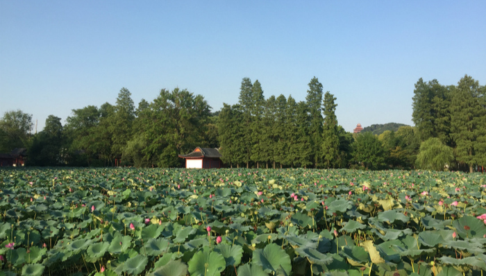 敢为砥柱立中流