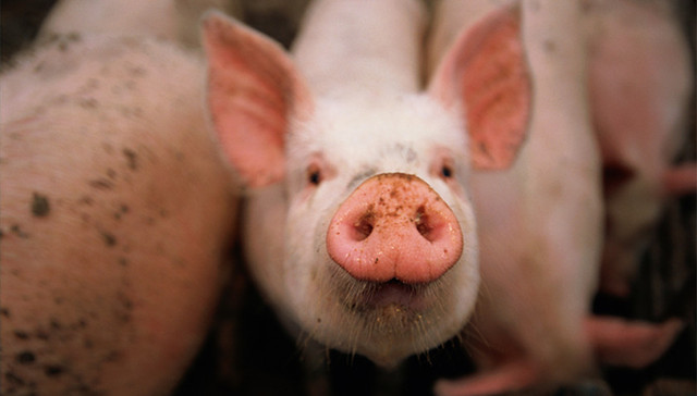 农业农村部,非洲猪瘟,养殖户