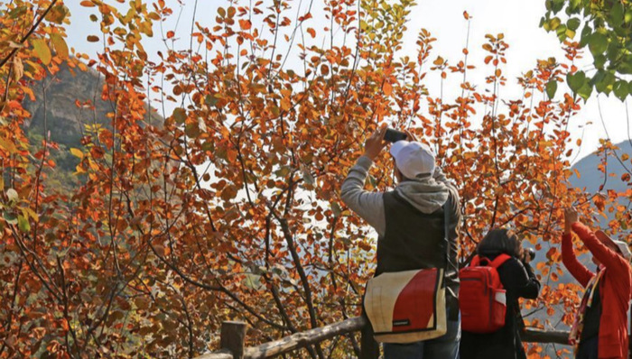 从“破破岭”到“绿金山”——北京房山黄山店村的绿色变身记