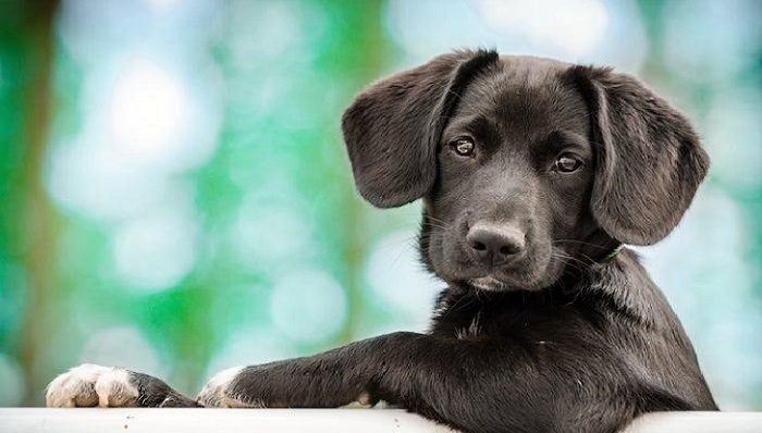 历史,考古,宠物狗