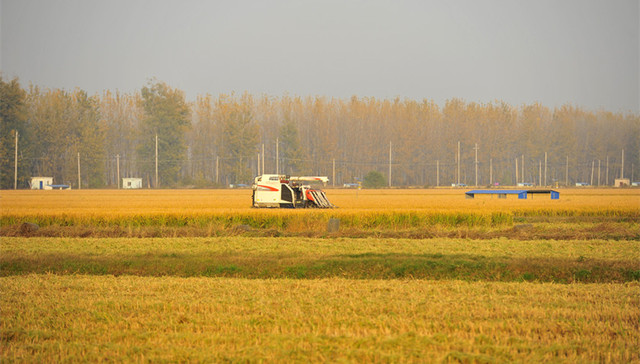 袁隆平团队的超级杂交稻再创纪录 亩产1203.36公斤