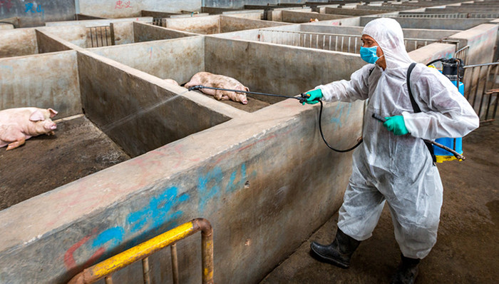 农业农村部,非洲猪瘟