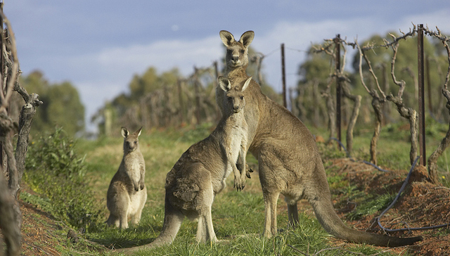 移民到澳洲很好 但你可能不得不住在郊区