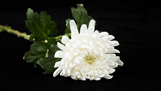 国务院港澳办致唁电对查良镛先生逝世表示哀悼