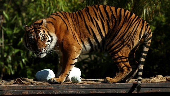 动物保护,思想武器,科学新知