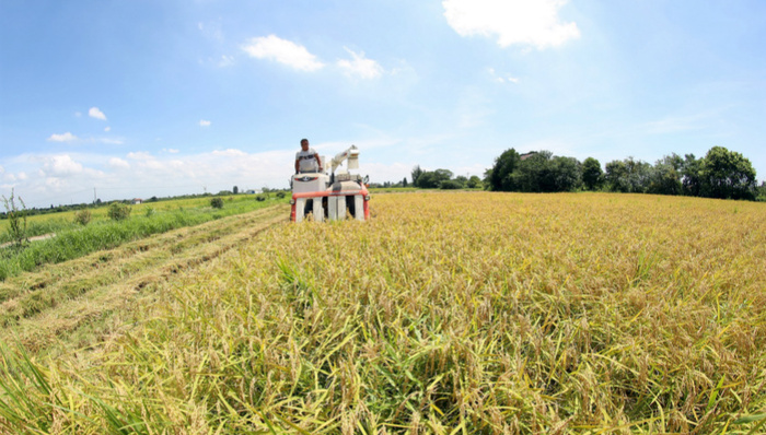 坚信土里能“刨金” 黄金村走出“黄金大道”