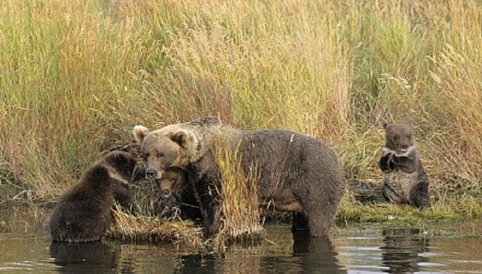 刷屏的小熊爬雪山视频，大火背后却是反转？