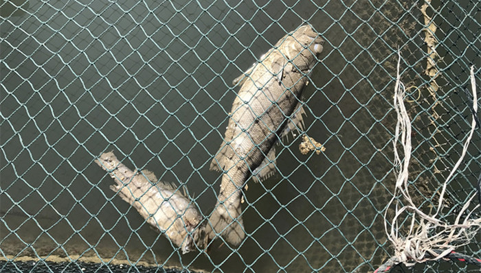 化学品泄漏,碳九,有机污染物