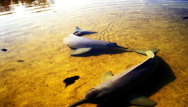 中央环保督察组点名安徽一江豚自然保护区不断瘦身