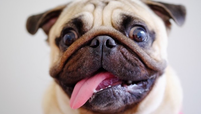 DNA,思想武器,汪星人