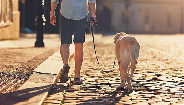 遛狗,王府半岛酒店,黑狼,三江源国家公园,沈阳骗保案
