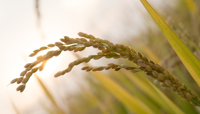 【追踪】九江“镉大米”这一年：3000万元治污费与未了局