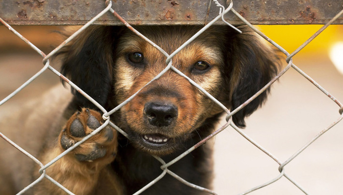 动物保护,流浪狗,思想武器,城市养狗