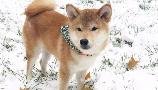 视频,柴犬,小狗,笼子,医生,宠物医院,合集,做手术,妈妈