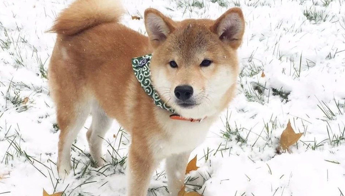 视频,柴犬,小狗,笼子,医生,宠物医院,合集,做手术,妈妈