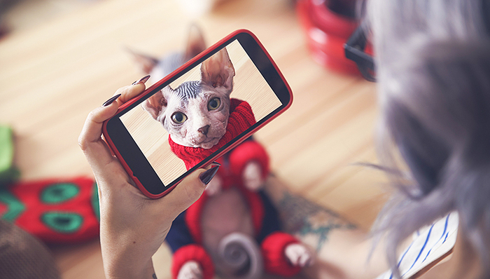 宠物,哈士奇,阿拉斯加犬,柯基,BrightMind,GMV,冠能,狗狗,疯狂小狗,猫狗