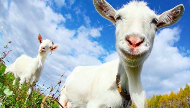 娃哈哈,羊奶粉,渠道