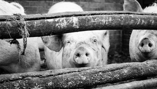 农业农村部,非洲猪瘟