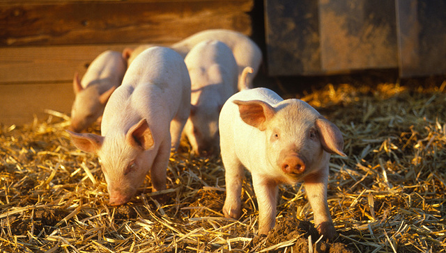 农业农村部,非洲猪瘟,疫情扩散