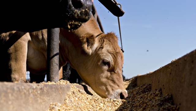 安徽来安县调查“活牛注水”屠宰点，将会同南京一同处理